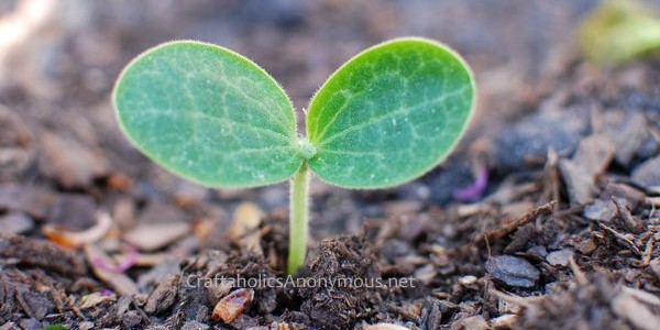 seedling plant