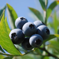 BLUEBERRIES!! and my original Creamy Blueberry Pie RECIPE