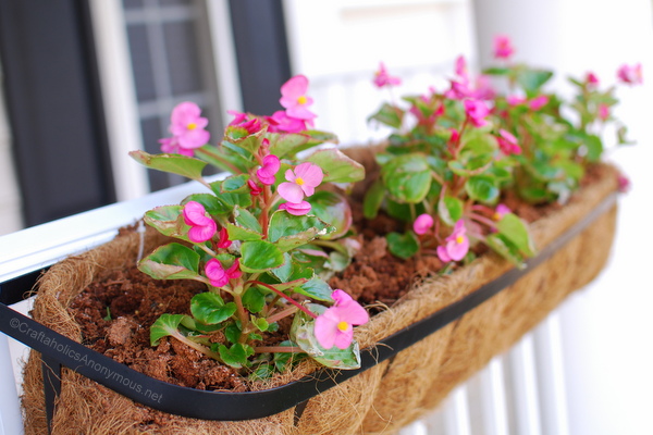 begonia flowers