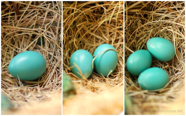 eastern bluebird eggs picture