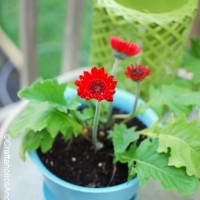 Flower Pot Trick