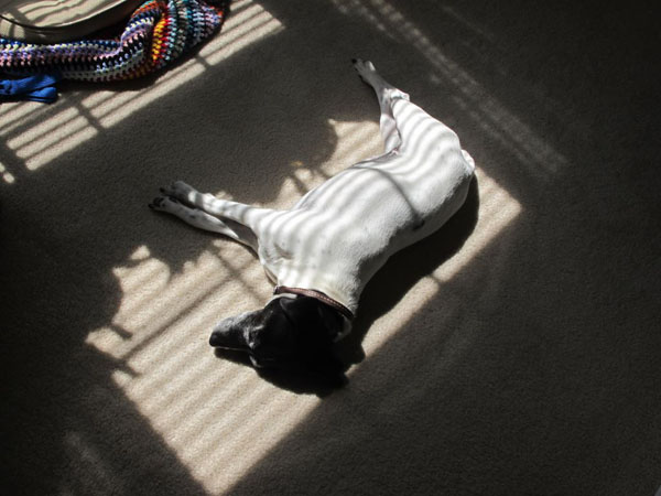 dog in sun