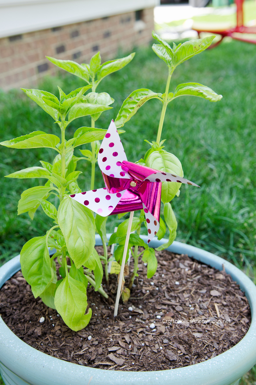 Pinwheel in plants